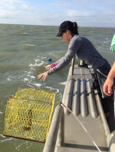 Jessica dropping a trap in the Chesapeake Bay as a part of her Fall 2013 Field Class Experience on the Bay.